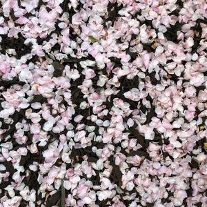 Meet your Posher, Zoey